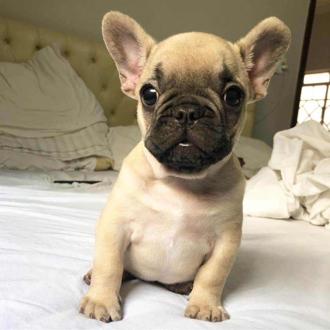 Regeneratti&Oliveira Kennelさんのインスタグラム写真 - (Regeneratti&Oliveira KennelInstagram)「I opened two gifts this morning. They were my eyes. #Hankthefrenchie #frenchie #goodmorning」5月8日 21時37分 - jmarcoz