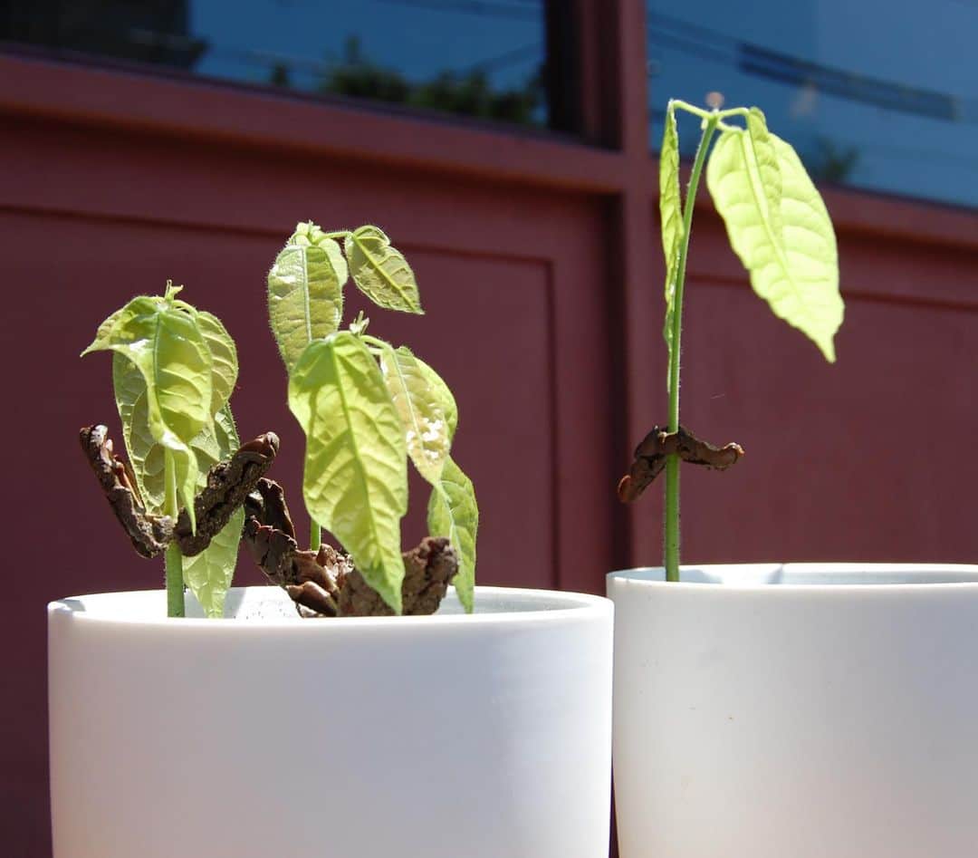 CRAFT CHOCOLATE WORKSのグルメインスタ