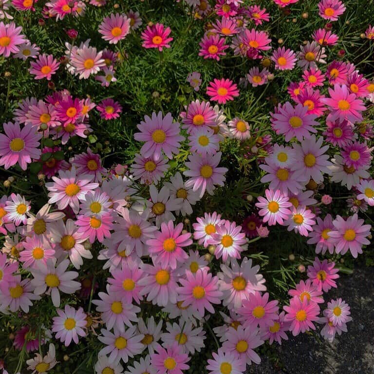 相羽瑠奈さんのインスタグラム写真 - (相羽瑠奈Instagram)「同じ花でもみんなそれぞれ違って素敵🌸」5月8日 21時53分 - rone.runa