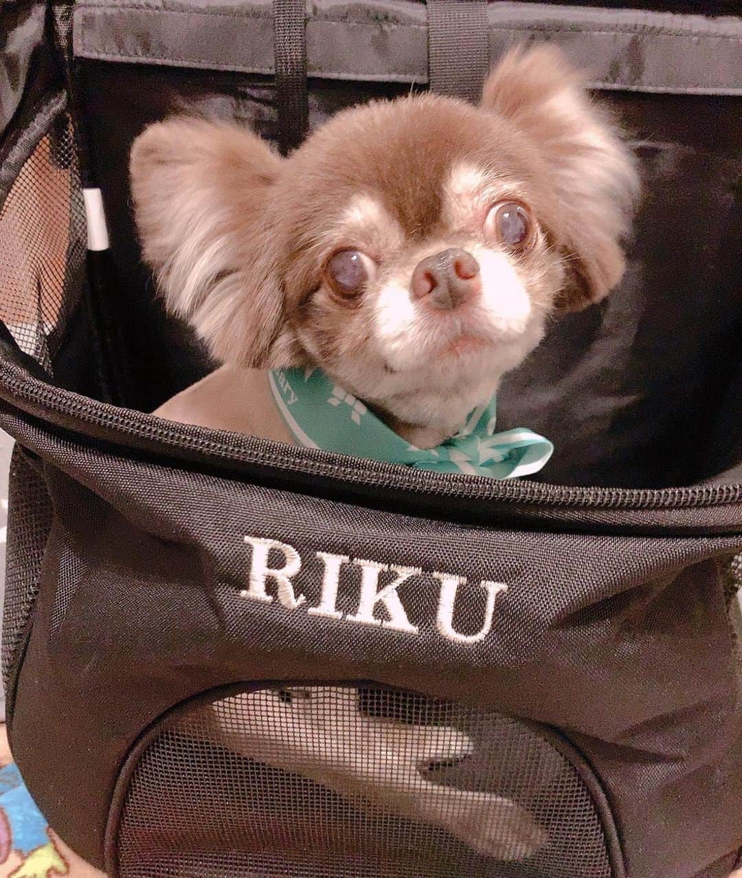 大知めぐみのインスタグラム