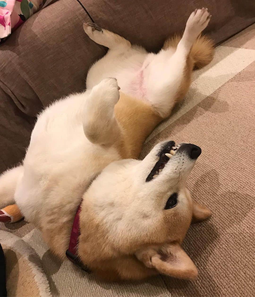 柴犬のモモさんのインスタグラム写真 - (柴犬のモモInstagram)「ガウガウヘソ天 #いぬ #イヌ #犬 #柴犬 #赤柴 #日本犬 #犬バカ部 #ふわもこ部 #いぬら部 #癒しわんこ #柴犬マニア #犬のいる暮らし #口角キュキュッと部 #shiba #shibainu #shibadog #dogstagram #dogsofinstagram #shibastagram #shibasofinstagram #shibamania #inu #instadog #toyota_dog」5月8日 22時05分 - shi_ba_i_nu_momo