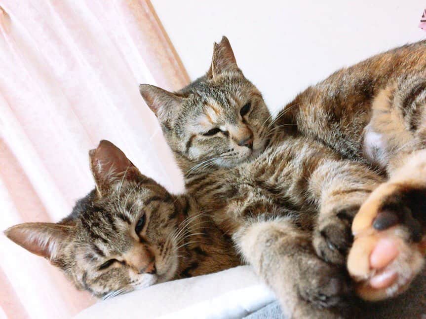 南口奈々のインスタグラム：「. "寄り添うというのは相手の心になる" ってことなんにゃね🐾 #いつかは3ショットが撮れますように #南ななこは #密かに願ってるらしいにゃ #それは #なかなか #難しいにゃあ〜、、わら #ミルスタ #instacat #ネコスタグラム #猫 #ネコ #にゃんこ #cat  #ふわもこ部 #ペコねこ部 #スノーシュー #靴下にゃんこ」