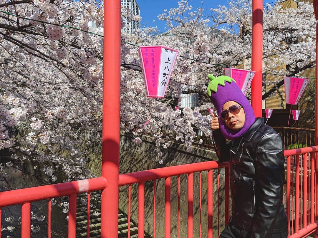 川原克己 さんのインスタグラム写真 - (川原克己 Instagram)「#花見」5月8日 13時42分 - tenjikunezumikawahara