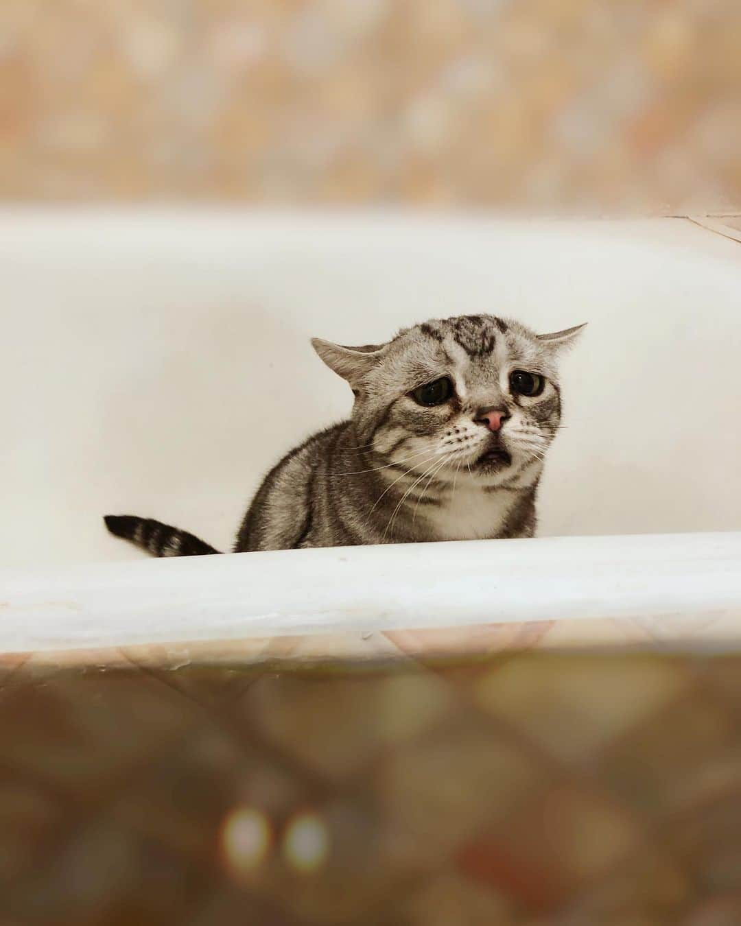 ルフさんのインスタグラム写真 - (ルフInstagram)「#luhu:"my cousin come to my home again!i dislike him indeed!😞" - - #cat #cute #sadcat #catsofinstagram #angel #adorable #lovely」5月8日 13時59分 - lanlan731