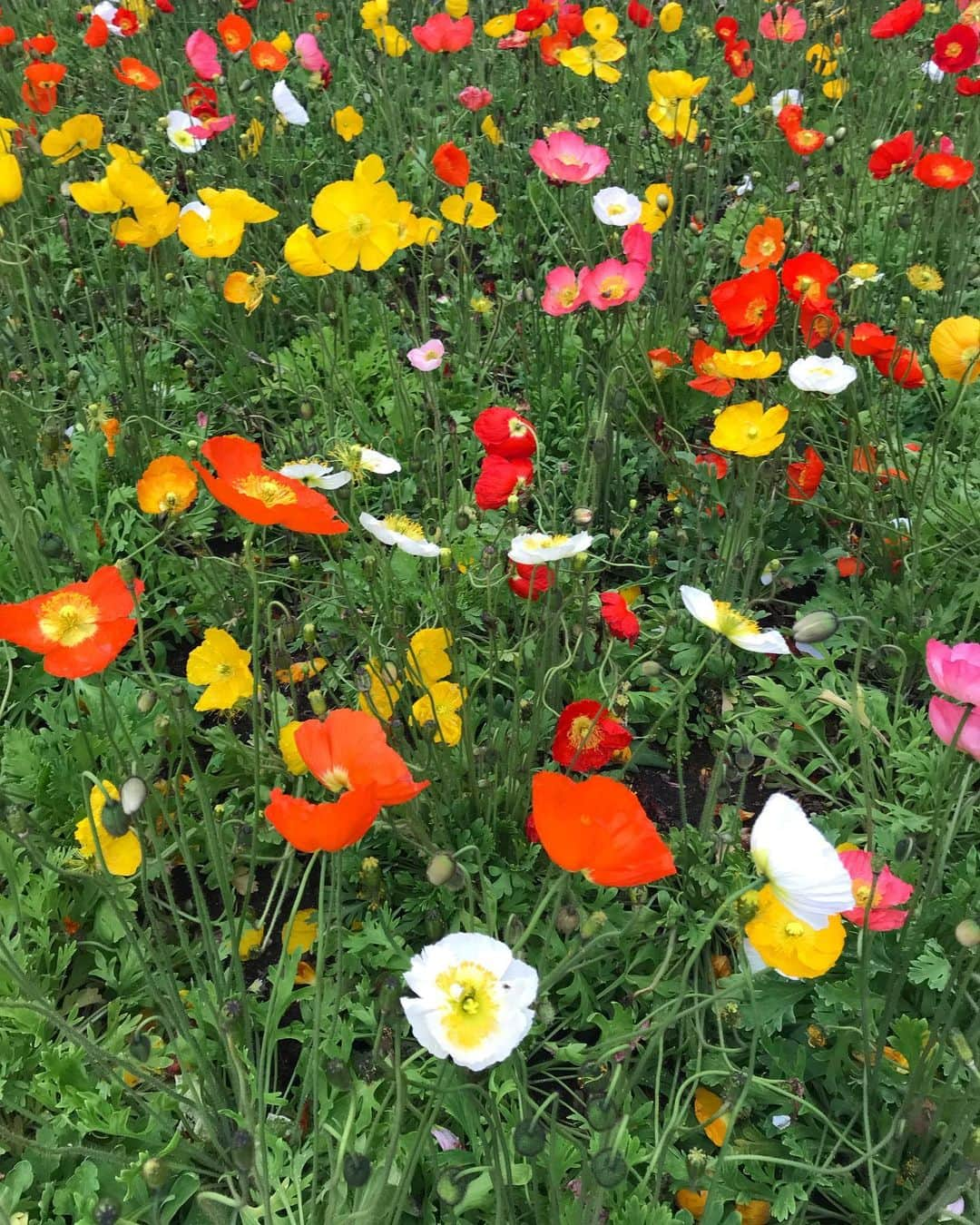 藤田エミリさんのインスタグラム写真 - (藤田エミリInstagram)「春だ」5月8日 14時23分 - 7_emil_y