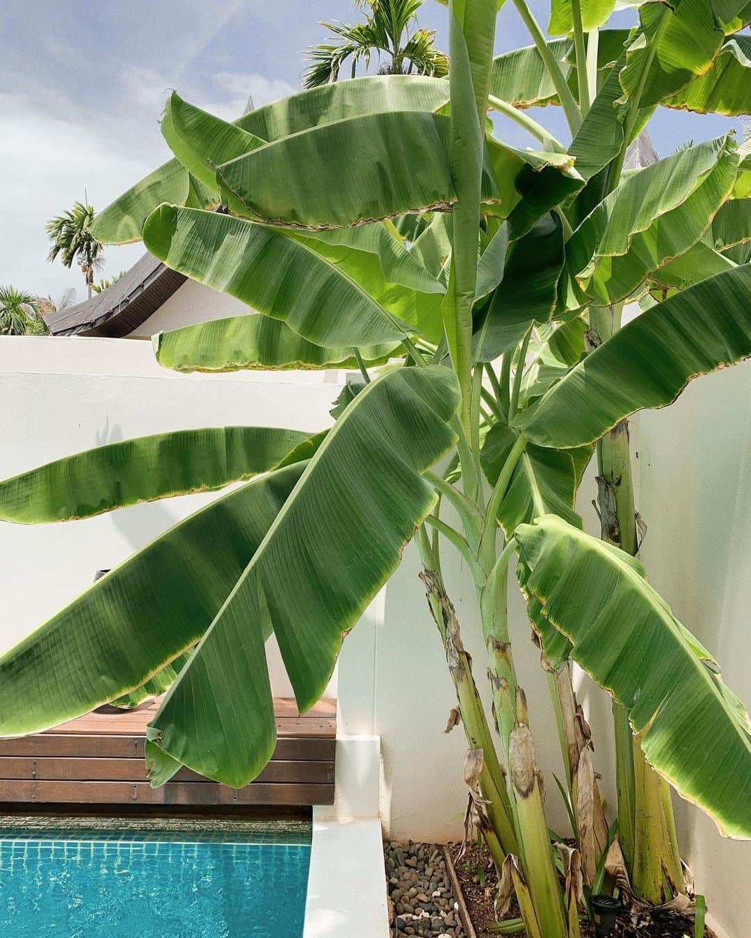 KEISUKE SYODAさんのインスタグラム写真 - (KEISUKE SYODAInstagram)「Iconic leafs🍌 #thailand #samuiisland #green」5月8日 15時00分 - keisukesyoda