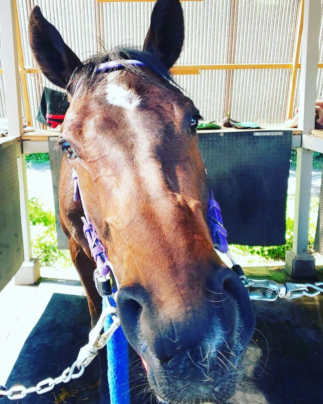 長与千種さんのインスタグラム写真 - (長与千種Instagram)「ご紹介し馬ーす^_^  この子は ダービー馬の ランニングスリー君です❣️ はい‼️ 名前の由来は 私から彩羽へ 受け継がせた 大切な技の名前です^_^  そして 彩羽から この子の名前にと。  ここ1番の 破壊力が この子に授かりますよう 無限の 願いを込めて‼️ ガンバレ‼️ ランニングスリー❣️ #ダービー馬  #ランニングスリー  #船橋競馬場  #彩羽匠」5月8日 15時04分 - chigusanagayo