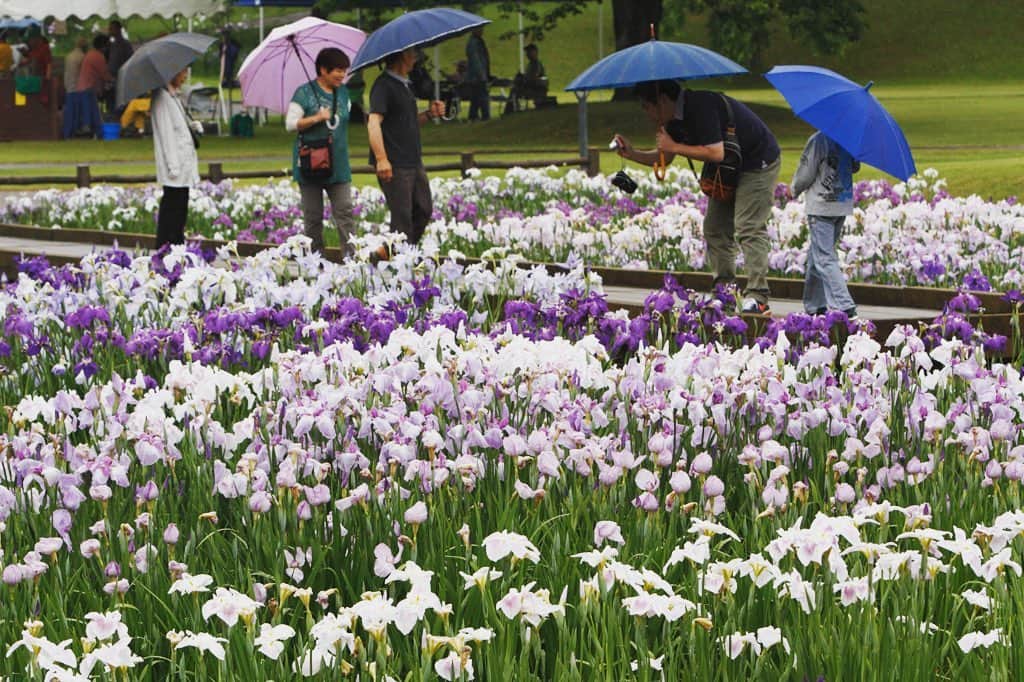 Rediscover Fukushimaさんのインスタグラム写真 - (Rediscover FukushimaInstagram)「Cherry blossom season may be reaching an end, but there’s still a lot of beautiful flowers to look forward to in the up-coming months, such as Kagamiishi Town’s iris festival in Torimiyama Park - this park tends to look the most stunning in mid-June!」5月8日 15時28分 - rediscoverfukushima