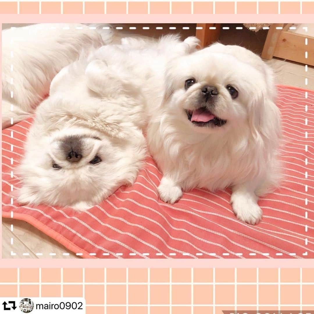 iDog&iCatさんのインスタグラム写真 - (iDog&iCatInstagram)「🌻 引き続き、モニター企画からの当選者の方のお写真を紹介します！ ・ @mairo0902 様のお写真です✨ ・ なんとも愛くるしいお写真をいただきました♪ 他にも可愛いお写真を投稿いただいているのですが、一枚しかrepostできないのが残念です😭 たくさんワンちゃんがいらっしゃるようなので、大きくてひんやりなマットが活躍してくれそうで嬉しいです😊 ・ 他にもたくさんのお写真を投稿いただいています。 是非ご覧ください😊 ・・・ * @idogicat  様より モニター当選のマットが届きました✨ * ふかふかなのに ひんやりだよ😄✨👍🏻 * * ✨ひんやりキルトマットスーパーワイドストライプサーモン✨ * * スーパーワイドだから デカめな我が家もゆったりだよ😄👍🏻✨ * * * 寒色系苦手な私は ストライプサーモンて色がとっても嬉しいです🥰 * * .｡.:✽・ﾟ＋.｡.:✽・ﾟ＋.｡.:✽・ﾟ＋.｡.:✽・ﾟ＋.｡ * * * * 💕スワイプして下さいね💕 #idogicat  #idog  #idogモニター  #iDog #iDogiCat #iDogモニター  #大活躍の予感💓  #キルトマットだから寝心地いいみたいだね😄💓 * * ☆ノア太郎は一切登場せず😅だって全然じっとしてないんだもんよ😩」5月8日 15時29分 - idogicat