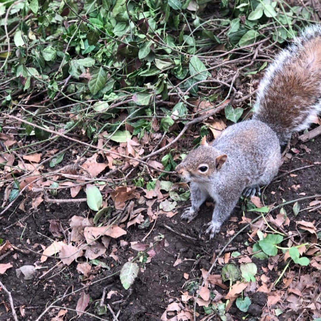 ひよんさんのインスタグラム写真 - (ひよんInstagram)「⛲️🐿🌻💖 ㅤㅤㅤㅤㅤㅤㅤㅤㅤㅤㅤㅤㅤ セントラルパークにリスが普通にいて、写真撮っても全然逃げなくて、ディズニーみたいにそのうちは話しかけてくるんじゃないかって思った🤭🐿🗣❤️ ㅤㅤㅤㅤㅤㅤㅤㅤㅤㅤㅤㅤㅤ #newyork #trip #holiday #ny #centralpark #뉴욕 #휴가 #여행 #ニューヨーク #旅行 #セントラルパーク」5月8日 15時45分 - cchan_fee4