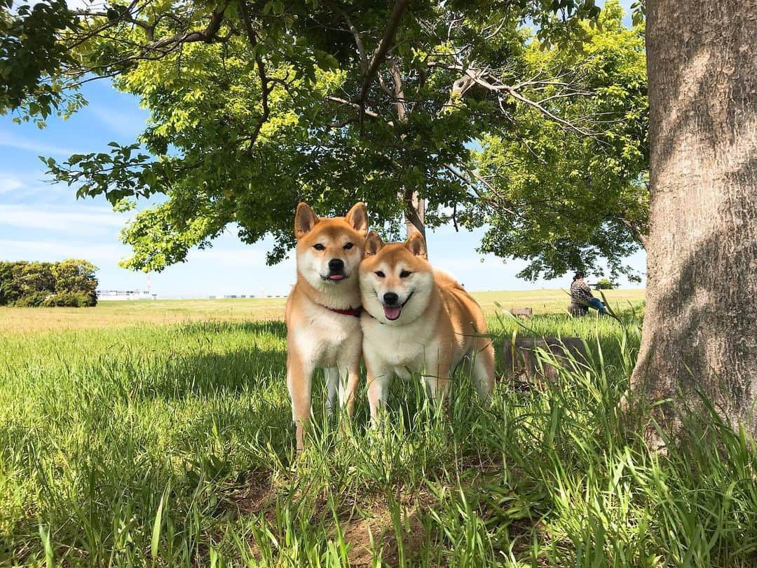 柴犬Mamesuke・Korosuke??大阪さんのインスタグラム写真 - (柴犬Mamesuke・Korosuke??大阪Instagram)「🐱🐻🌷 🐾----*----*----*----*🐾 久しぶりのお出かけ🥰 #海とのふれあい広場 🐾----*----*----*----*🐾 #MameKoro #豆コロ #West_dog_japan #豆柴 #柴犬 #赤柴 #豆介 #コロ介 #shibagram #shibastagram #shibainu #shiba #shibadog #🐕📷」5月8日 15時46分 - mame_suke_i