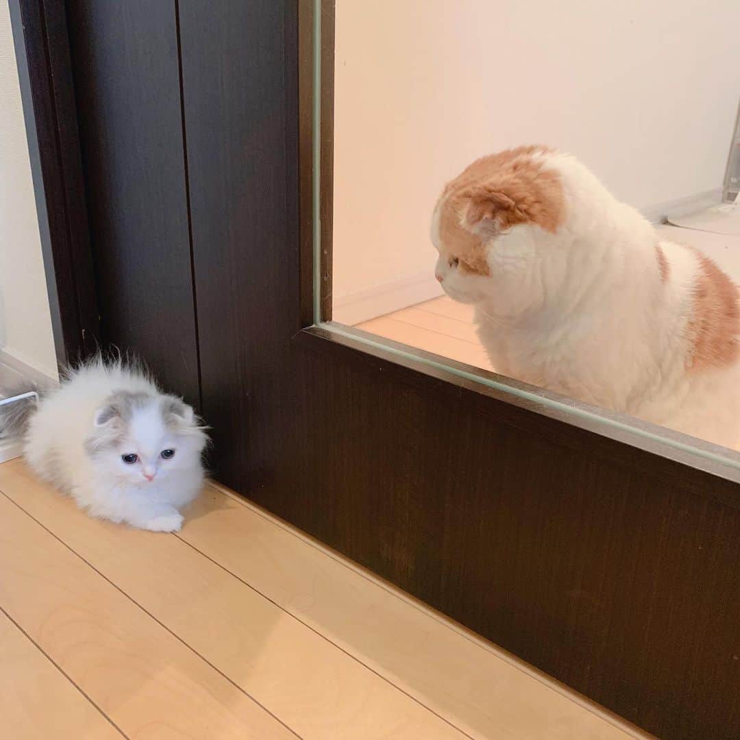 のんたのインスタグラム：「「はじめまして」 ・ のんちゃんの優しいまなざしに感動。 どうやら のん&ぱんの相性はいいようで、今日は鼻チューまでしてました(早すぎ？！) ・ #scottishfold #catstagram_japan #catsofinstagram #cats_of_instagram #catoftheday #purr #bestmeow #catlover #cutecat #kittensofinstagram #cute #スコティッシュフォールド#スコティッシュフォールドロングヘア #スコティッシュフォールド子猫#babykittten#brotherandsister」