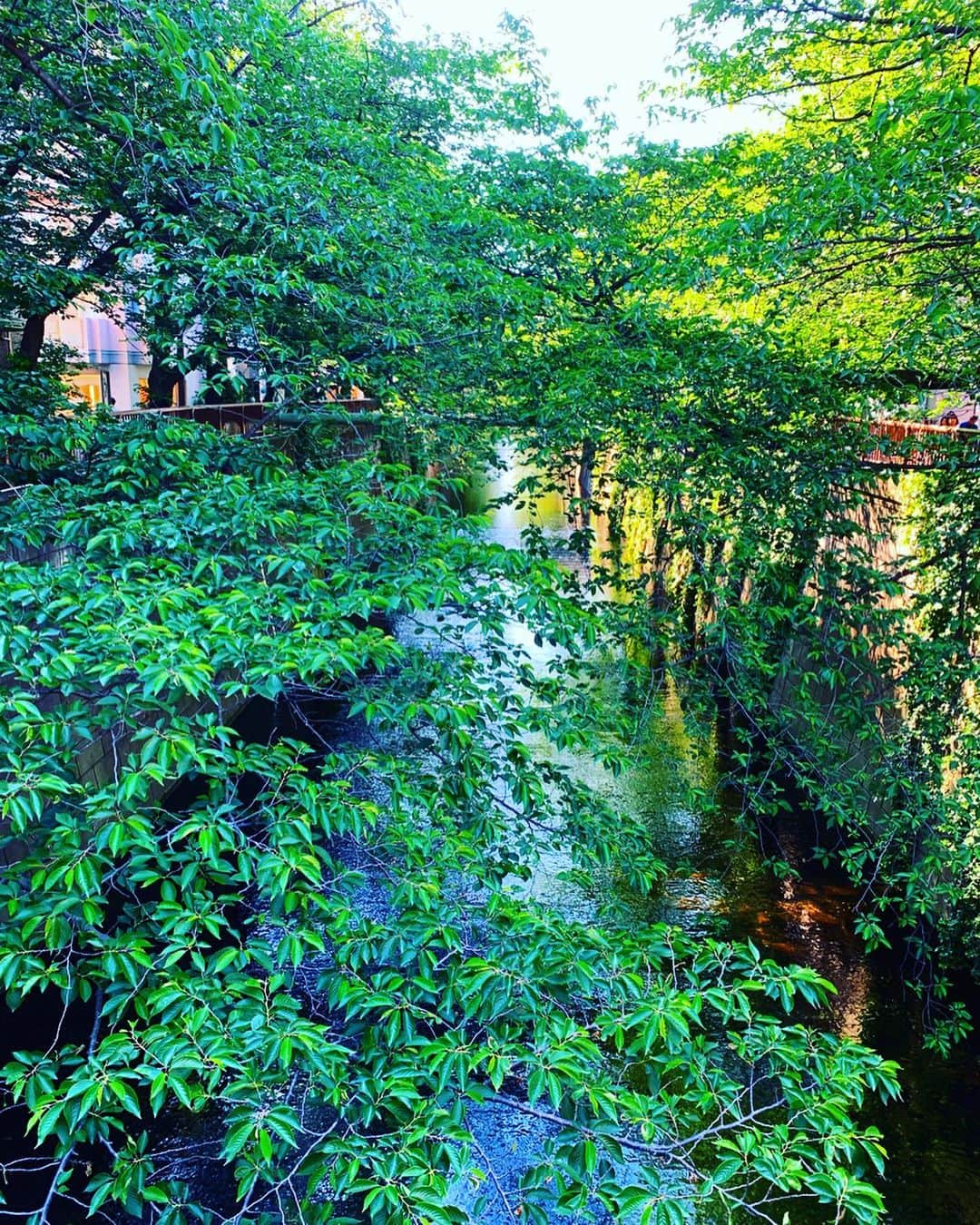 谷川じゅんじさんのインスタグラム写真 - (谷川じゅんじInstagram)「Hello green tokyo. 吸いこまれそうなグリーントンネル。空の蒼さが川面に映る。ああ東京っていいよねっていうささやかな自己満足。 #散歩しにきて #jtq #beautifulview #nakamestyle #tokyolife #goodvibesonly #goodneighbors #thisisjapan」5月8日 16時09分 - junjitanigawa