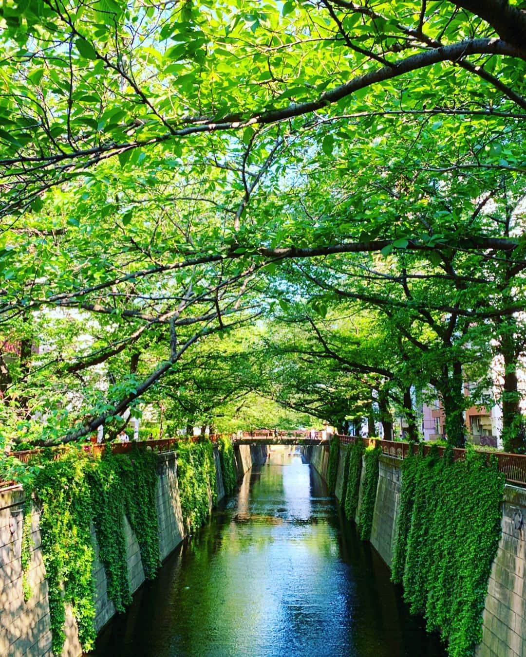 谷川じゅんじさんのインスタグラム写真 - (谷川じゅんじInstagram)「Hello green tokyo. 吸いこまれそうなグリーントンネル。空の蒼さが川面に映る。ああ東京っていいよねっていうささやかな自己満足。 #散歩しにきて #jtq #beautifulview #nakamestyle #tokyolife #goodvibesonly #goodneighbors #thisisjapan」5月8日 16時09分 - junjitanigawa