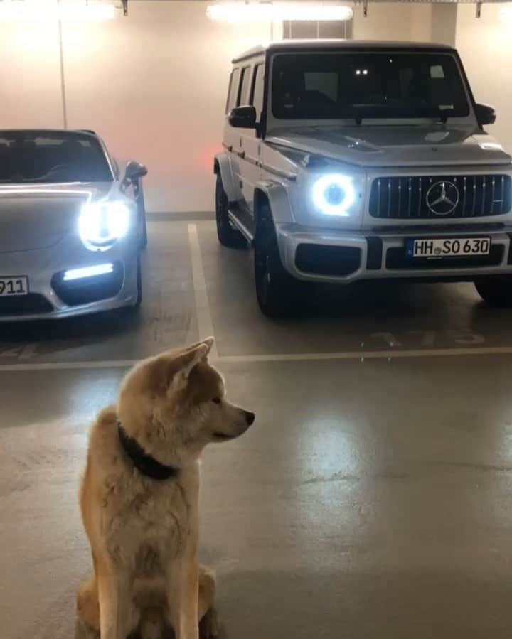 Mikkaのインスタグラム：「The struggle is real... Which one of them would you pick? 😂🐕🏎 - - - #akita #akitainu #porsche #911 #porsche911 #g63 #mercedes #gwagon #struggle #dogsofinstagram #hamburg」