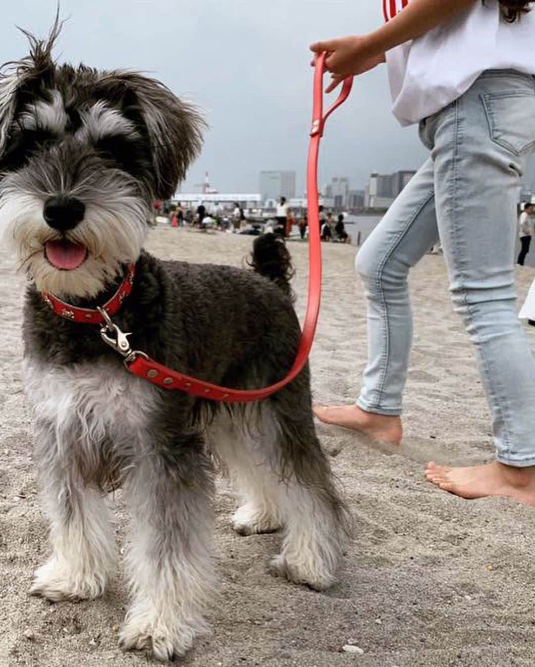 SEIRAさんのインスタグラム写真 - (SEIRAInstagram)「お台場海浜公園⛱❤️ #お台場#odaiba #Tokyo #gw #dogstagram」5月8日 16時30分 - official.seira