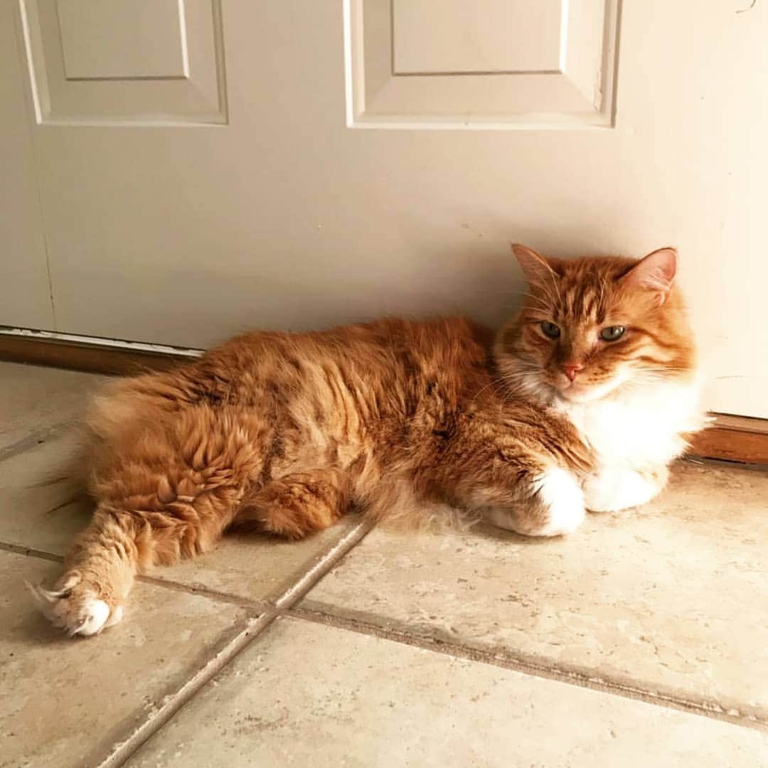CatStockerのインスタグラム：「Hello! #catstocker is here!  Follow our FURRriend @chappie3feets  Scroll right for more pictures 👉 . . . . .  #cat #neko #mačka #chat #kočka #котка #kotek #kot #кіт #mače #кошка #кот #katze #gato #gatto  #子猫 #kattunge #猫 #고양이 #貓 #kedi #köttur #kissanpentu #חתול #кішка #고양이새끼 #chaton #kitty #cats」