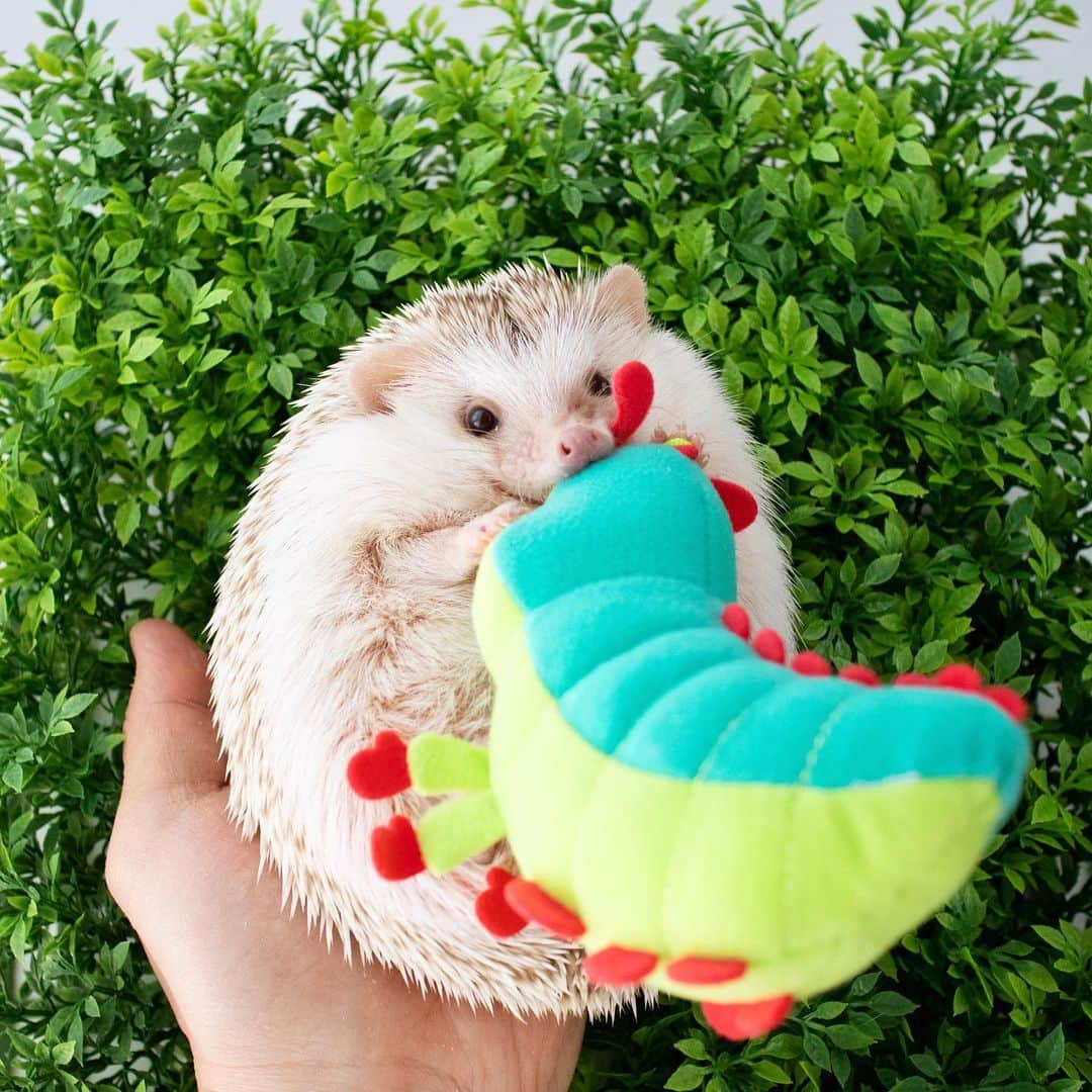 ダーシーさんのインスタグラム写真 - (ダーシーInstagram)「Bug and Hog’s Life🦔🐛✨ ・ ・ ・ @i.am.rowa さんにいただいたバグズ・ライフのハイムリックと仲良しツーショット🦔🐛✨ でも2枚目は。。。夢を壊してごめんなさい😅🙏🏻ミルミルかと思って🤣チューしただけだもんね😘✨」5月8日 22時23分 - darcytheflyinghedgehog