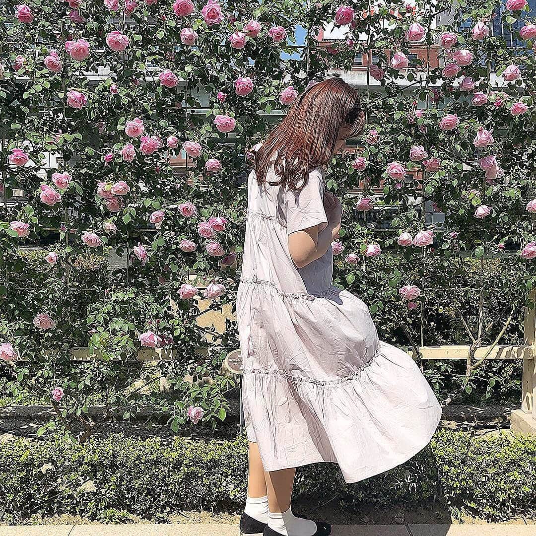 isutaさんのインスタグラム写真 - (isutaInstagram)「. ネモフィラ畑の次に行きたいのがバラ園♡ . たくさんのバラを背景に、アイコンにぴったりな可愛い写真が撮れそうですよね♩ . 大阪の中之島公園の東側にある「バラの庭」、「バラの小みち」、「バラの広場」の3つのエリアでは、5月に89種類、約4000株ものバラが満開になるんだそう！ . 見ても撮ってもわくわくするので、1日中楽しめちゃいそうです…❤︎ __________ 料金：無料 access：大阪市北区中之島1 地下鉄御堂筋線・京阪本線「淀屋橋駅」より徒歩5分、地下鉄堺筋線・京阪本線「北浜駅」より徒歩5分 __________ Photo by @f.st_mer_ @saj826_ . #isuta  #isutapic  #バラ園 #イスタ #お花畑 #バラ #中之島バラ園」5月8日 22時17分 - isuta_jp