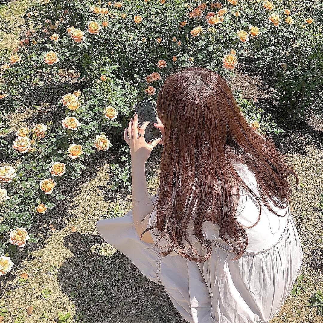 isutaさんのインスタグラム写真 - (isutaInstagram)「. ネモフィラ畑の次に行きたいのがバラ園♡ . たくさんのバラを背景に、アイコンにぴったりな可愛い写真が撮れそうですよね♩ . 大阪の中之島公園の東側にある「バラの庭」、「バラの小みち」、「バラの広場」の3つのエリアでは、5月に89種類、約4000株ものバラが満開になるんだそう！ . 見ても撮ってもわくわくするので、1日中楽しめちゃいそうです…❤︎ __________ 料金：無料 access：大阪市北区中之島1 地下鉄御堂筋線・京阪本線「淀屋橋駅」より徒歩5分、地下鉄堺筋線・京阪本線「北浜駅」より徒歩5分 __________ Photo by @f.st_mer_ @saj826_ . #isuta  #isutapic  #バラ園 #イスタ #お花畑 #バラ #中之島バラ園」5月8日 22時17分 - isuta_jp