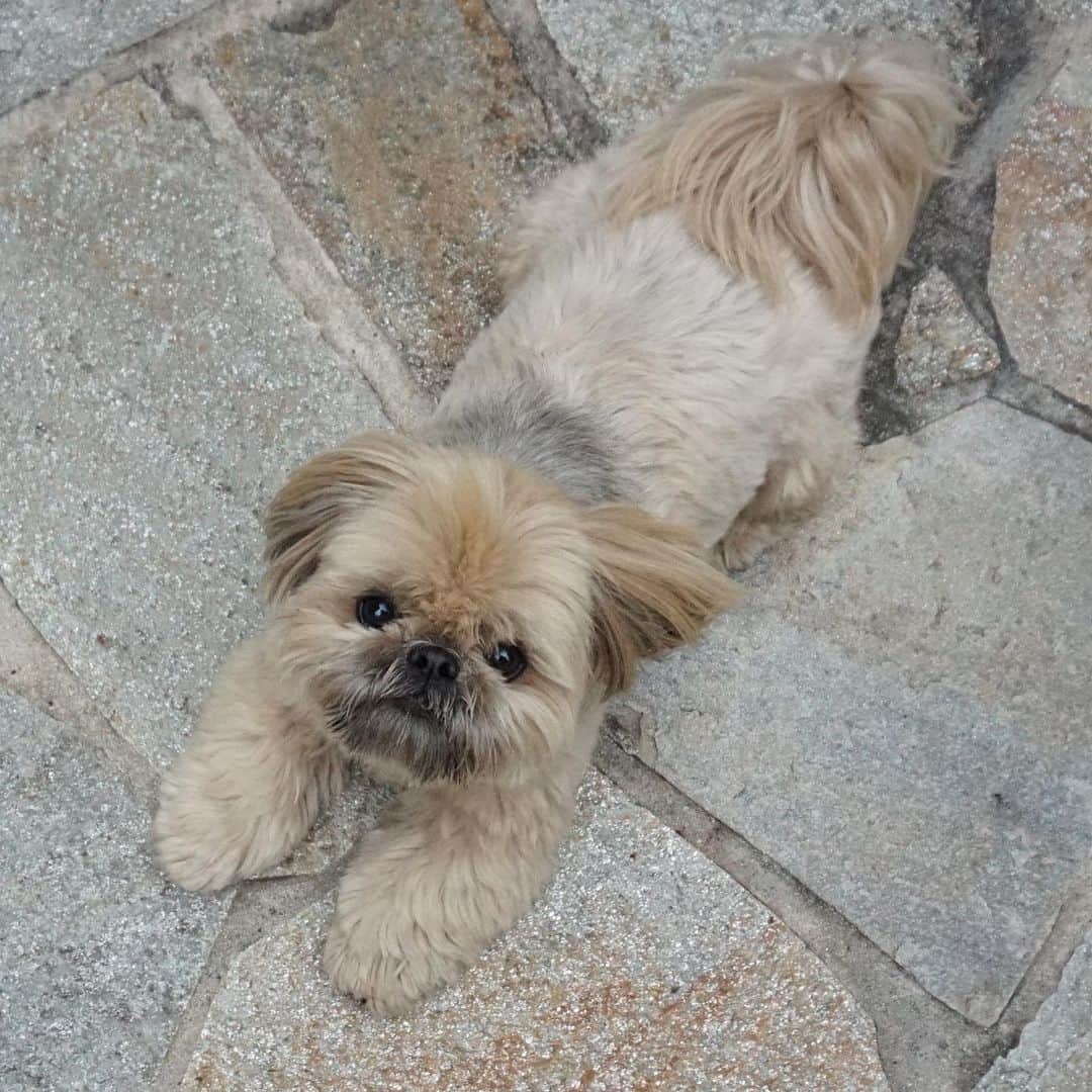 Dougie the Shih Tzuさんのインスタグラム写真 - (Dougie the Shih TzuInstagram)「Camouflaged.」5月8日 22時21分 - dailydougie