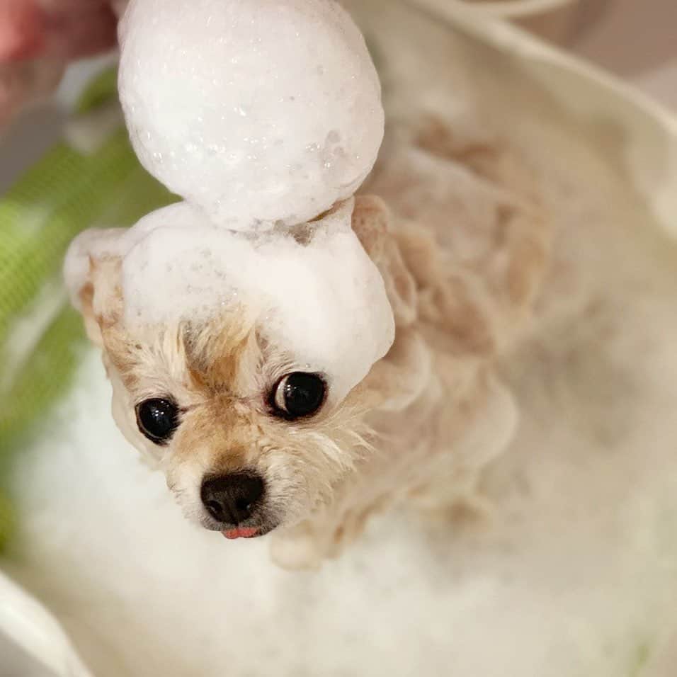 Ella Chuffyのインスタグラム：「Wet dog Wednesday 💦🚿🛁🧽💭 . . . . . . . . . #ellachuffy #pet #petstagram #pomeranianpage #pomeraniansofinstagram #teacuppoms #cutedogs #pomeranian_lovers #pomeranianlife #pomeranianworld #teddybeardog #pomeranian #puppylove #aplacetolovedogs #dogoftheday #justpomeranians #fluffypack #dogoftheday #anmlsposts #thedailypompom #picoftheday #iflmdog #犬 #狗 #everydaydoglover  #pomeranianww #justpomeranians #pomeranian_moments #bathday #wetdog」