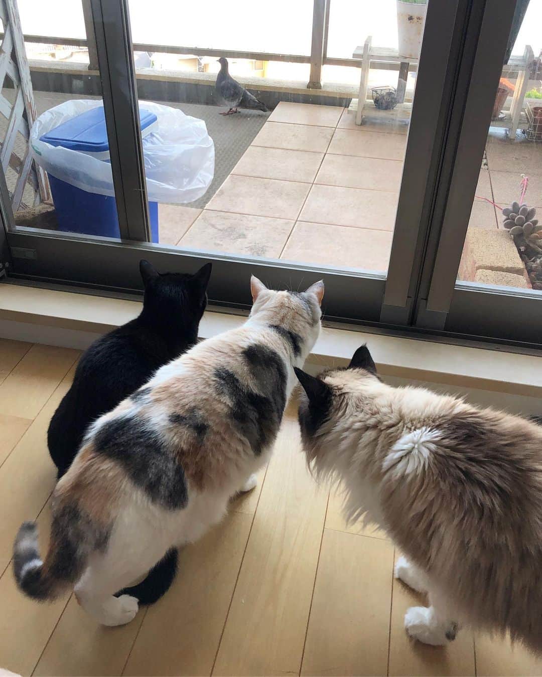 ホタテ＆クラム＆シラスのインスタグラム：「鳩っ！ #cat #neko #ScottishFold #猫 #ねこ #スコティッシュフォールド #catstagram #instagram #instagramjapan #ig_japan #igersjp #黒猫 #ラグドール #Blackcat #Ragdoll」