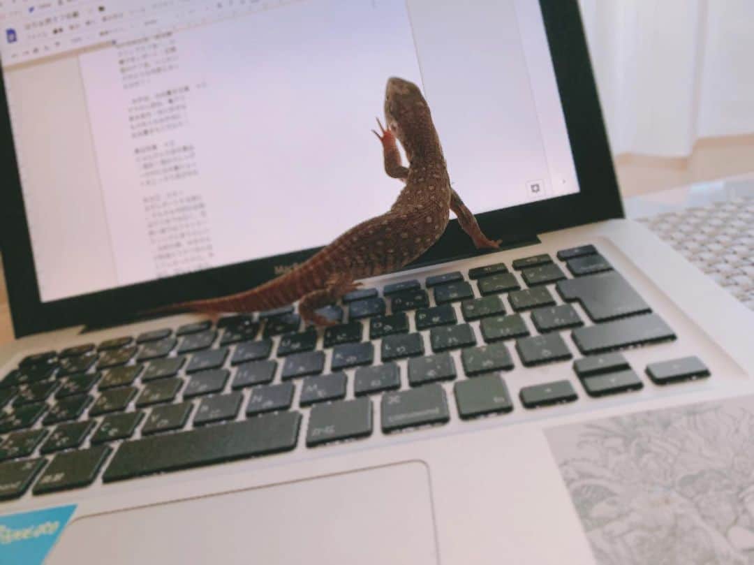 高松雪乃さんのインスタグラム写真 - (高松雪乃Instagram)「少しづつ大きくなっているチャンス🦎いつも目の届く範囲内で、少し放し飼いの時間を作ってあげてます。はやくパソコンのキーボード壊しちゃうくらい大きくなーれ✴︎ #サバンナモニター  #爬虫類 #サバンナオオトカゲ #はちゅドル #Savannahmonitor」5月8日 17時10分 - yukinotakamatsu
