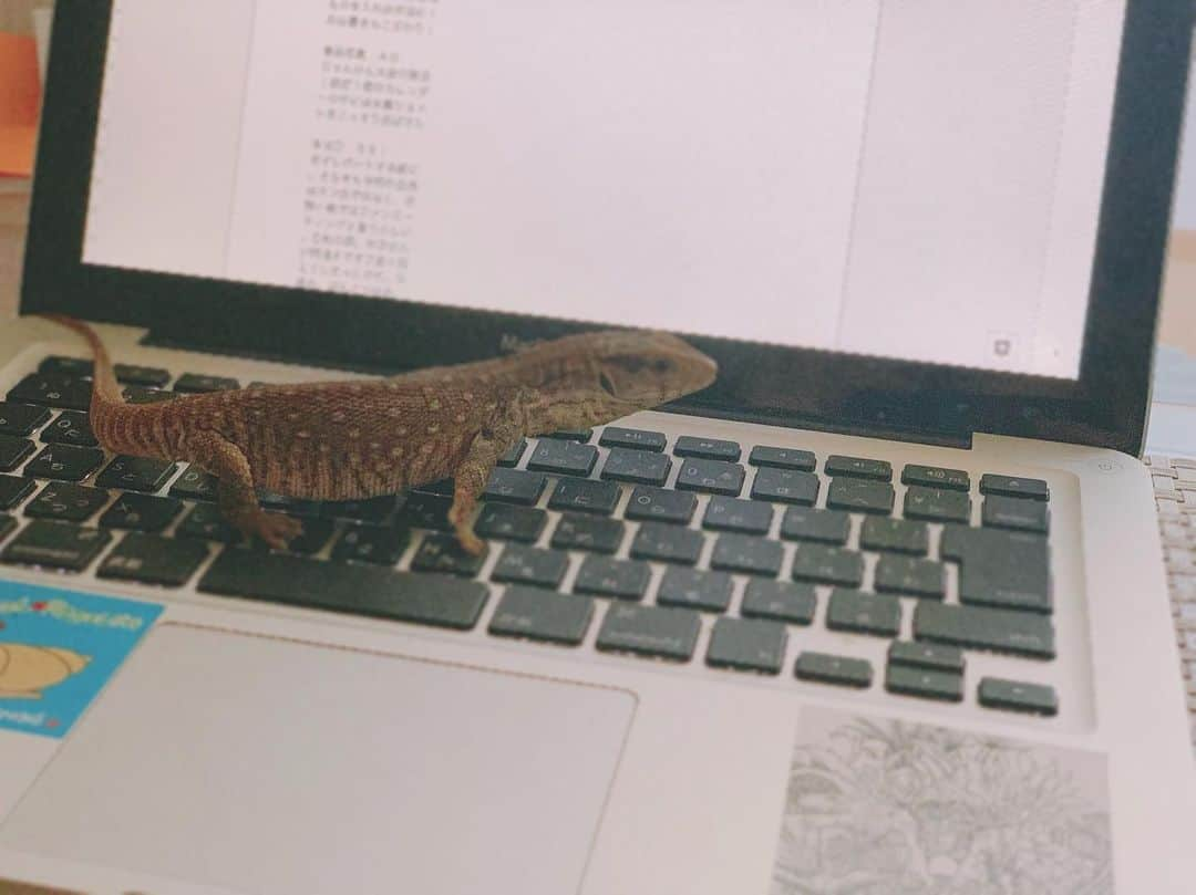 高松雪乃さんのインスタグラム写真 - (高松雪乃Instagram)「少しづつ大きくなっているチャンス🦎いつも目の届く範囲内で、少し放し飼いの時間を作ってあげてます。はやくパソコンのキーボード壊しちゃうくらい大きくなーれ✴︎ #サバンナモニター  #爬虫類 #サバンナオオトカゲ #はちゅドル #Savannahmonitor」5月8日 17時10分 - yukinotakamatsu