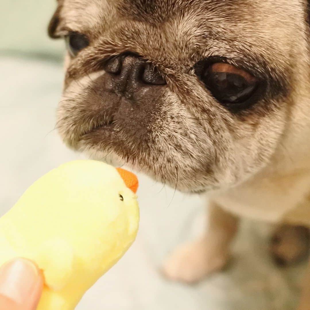 八兵衛のインスタグラム：「Mmm🐕vs🐥 * * ファィッ😂 * * ほっぺちゃんママ ありがとう💓 * * #ひよこちゃん #ほぼ黒パグ #おじいちゃん犬 #パグ #pug #puggy #puglife #puglove #petstagram #pugstagram #pugsofinstagram #pugs #dog #ふわもこ部  @igersjp #IGersJP #east_dog_japan #pecoイヌ部 #八兵衛 #はちべえ #朝ワンコ夕ニャンコ」