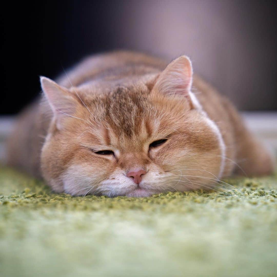 Hosicoさんのインスタグラム写真 - (HosicoInstagram)「Sleep, my sweetie pie, sleep 😴」5月8日 17時25分 - hosico_cat