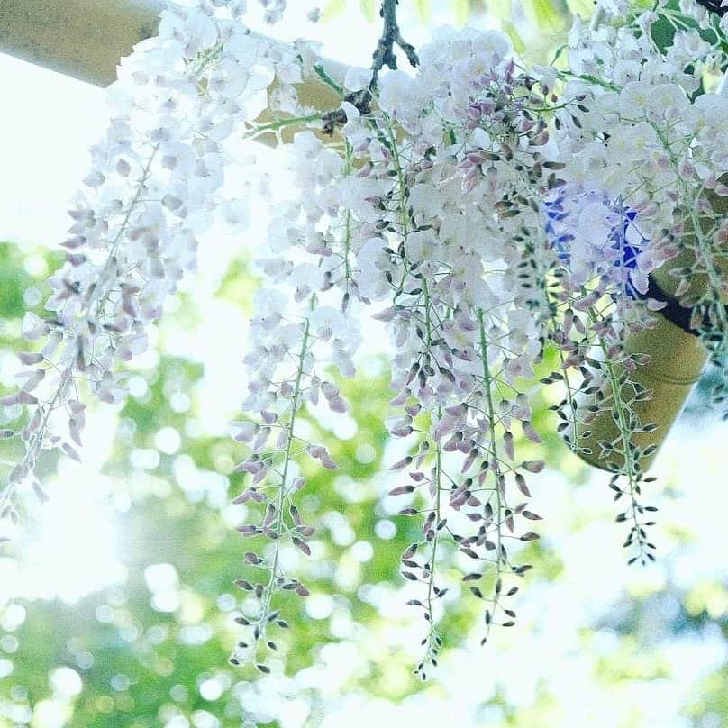 KANEBO OFFICIALさんのインスタグラム写真 - (KANEBO OFFICIALInstagram)「WISTERIA 光降り注ぐ藤の花。 Flowers tell me how brilliant life is. 写真提供:@bois_yu #flower #wisteria #sunnyday #beautiful #nature #natural #relax #refresh #happy #springday #sun #photo #豊かな生活 #贅沢な時間 #丁寧な暮らし #暮らしを楽しむ #藤 #藤の花 #花のある暮らし #春の陽気 #リラックスタイム #自然 #花 #癒やし #季節の花 #四季 #景色 #春の花 #kaneboglobal #kanebo」5月8日 17時51分 - kaneboofficial