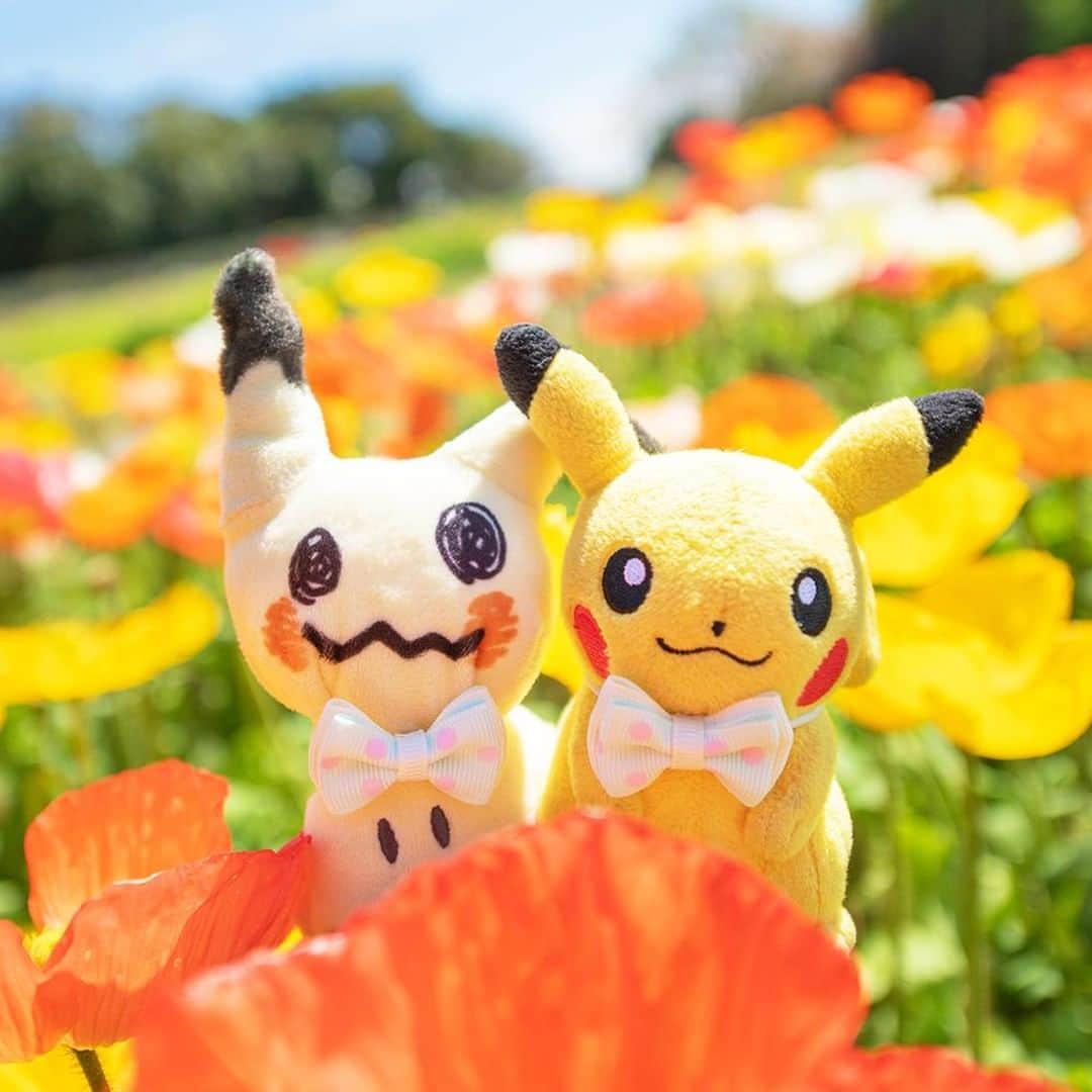 ピカチュウ公式Instagramさんのインスタグラム写真 - (ピカチュウ公式InstagramInstagram)「【今日のピカチュウ】 ミミッキュといっしょにお花畑を散策チュウ✿ お揃いの蝶ネクタイがお気に入りみたい👔✨ #pikachu #mimikyu #pokemon #pikachu_snap #photooftheday #spring  #flower #flowers #poppy #sunny #tie #matching #ピカチュウ #ミミッキュ #春 #花 #ポピー #晴れ #蝶ネクタイ #お揃い」5月8日 18時00分 - pokemon_jpn