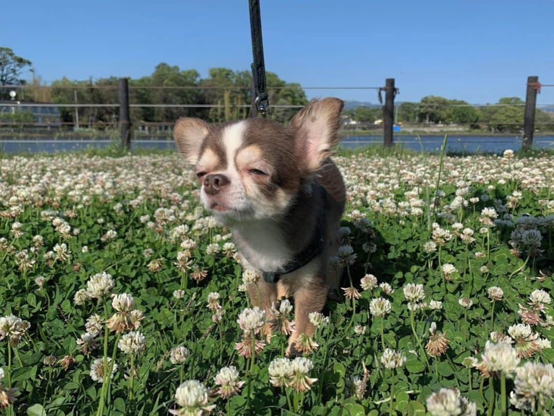 kotaro45さんのインスタグラム写真 - (kotaro45Instagram)「2019.5.8 wed . 超きもちー♡ . . . . . #犬 #わんこ #チワワ #チワワ部 #ふわもこ部 #犬バカ部 #dog #chihuahua」5月8日 18時33分 - kotaro45