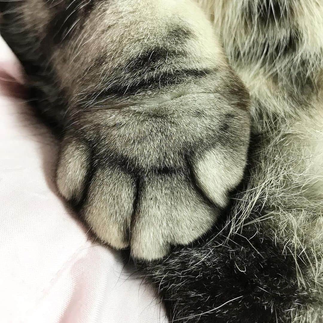 Shishi-maruのインスタグラム：「🐱I’m fine! 🐱こちらは元気です！ ーーーーーーーーーーー 📕「ぷっちねこ。」単行本発売中 📗「3匹のちいさな猫を召喚できたなら」 📘「ちいさな猫を召喚できたなら」重版出来 ーーーーーーーーーーー ⭐︎ねこ漫画を描いています→@tacos_cat 🐱公式→@chiisanacat 🌺Twitter →@taco_emonemon ーーーーーーーーーーー」