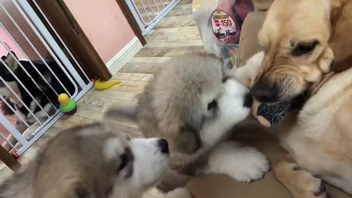 husky and malamuteのインスタグラム：「I want that toy, can you let me play for a while?🙈🙈」