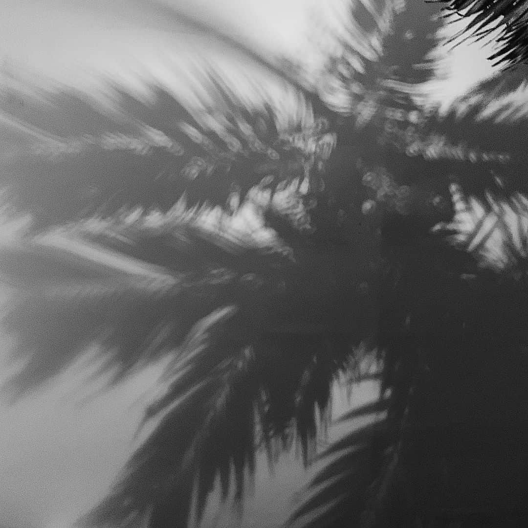 清水沙也佳さんのインスタグラム写真 - (清水沙也佳Instagram)「#しみさや旅  #palmtree #cebu #philippines #mactan #セブ島 #フィリピン」5月8日 19時02分 - sayaka__shimizu