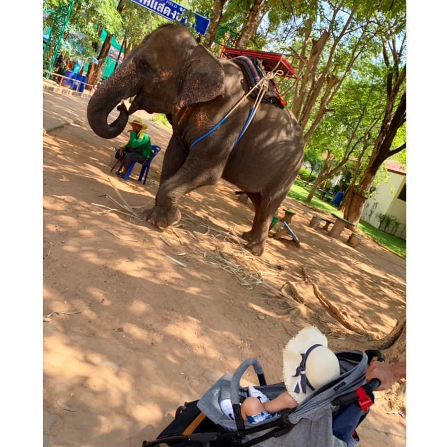 中村明花さんのインスタグラム写真 - (中村明花Instagram)「. 先日、ブリーラム から車で1時間くらいで行ける象の街〝スリン〟に行ってきました☺︎﻿ ﻿ 象はタイでは神聖な動物としてとても大切にされています🐘🌿﻿ ﻿ 小さい赤ちゃん象から大きな象まで。﻿ 普通に歩く道に象が居てびっくり。こんな近距離で象に会うのは初めての体験でした。﻿ ﻿ 動物好きの娘はもう大興奮！﻿ 「触っていい？ねぇ、触っていい？？」と象さんに触りたくてしょうがない様子👧🏻﻿ ぐいぐい行くので見てるこっちがヒヤヒヤでした(⌒-⌒; )﻿ ﻿ たくさんご飯をあげたり、お鼻で持ち上げてくれたり、背中に乗ってお散歩も♡﻿ 象さん楽しませてくれてありがとー！﻿ ﻿ 娘の笑顔見たさと象さんに会いにまた絶対行こ❁❁❁﻿ ﻿ ﻿ #娘も私も象さん柄のタイファッション #タイパンツ涼しいの #じぃじとばぁばとお出かけした時の思い出 #次はパパと行こうね﻿ #ゾウと人との深いつながりを感じた日﻿ #タイ #タイ生活 #タイ在住 #ブリーラム #スリン #海外暮らし #Thailand #buriram #Surin #細貝家のタイ生活」5月8日 18時55分 - sayaka_nakamura3