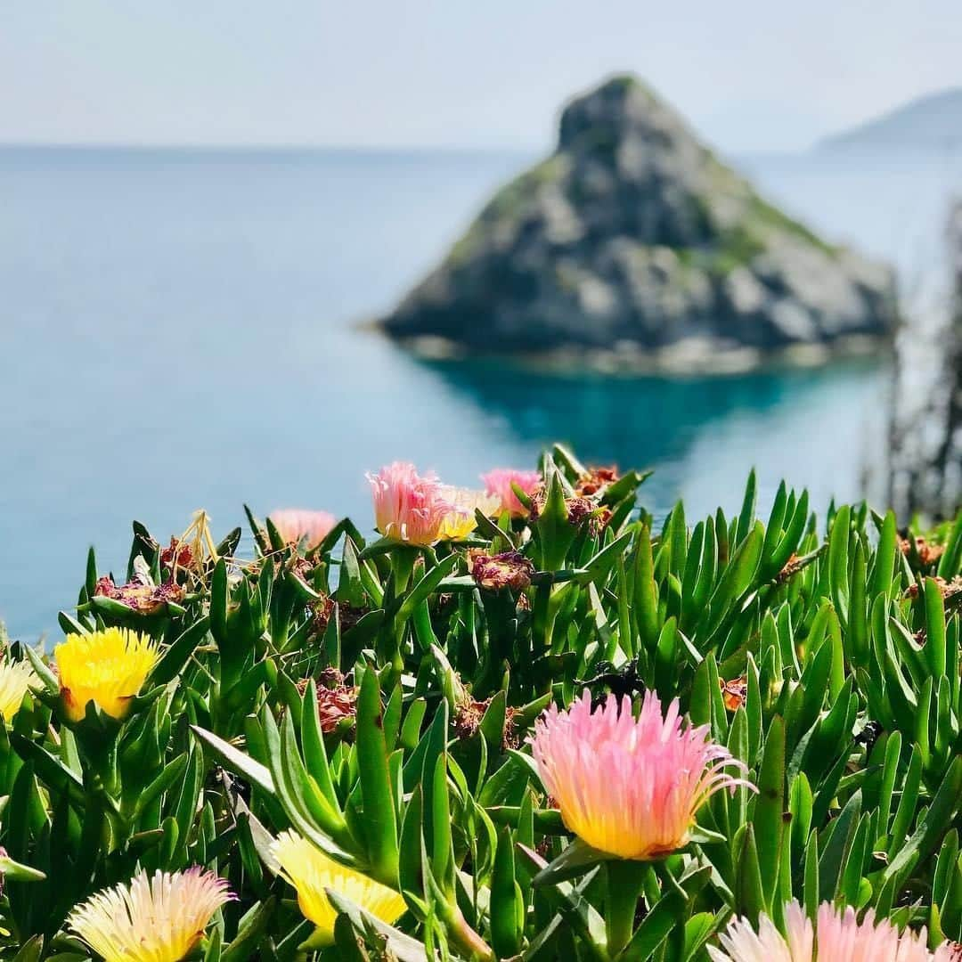 Lonely Planetさんのインスタグラム写真 - (Lonely PlanetInstagram)「There's nothing more naturally beautiful than Spring wildflowers, and these glorious specimens were snapped by #LonelyPlanet author @nomaditis, whilst exploring the #Greek island of #Patmos. 🌼」5月8日 19時00分 - lonelyplanet