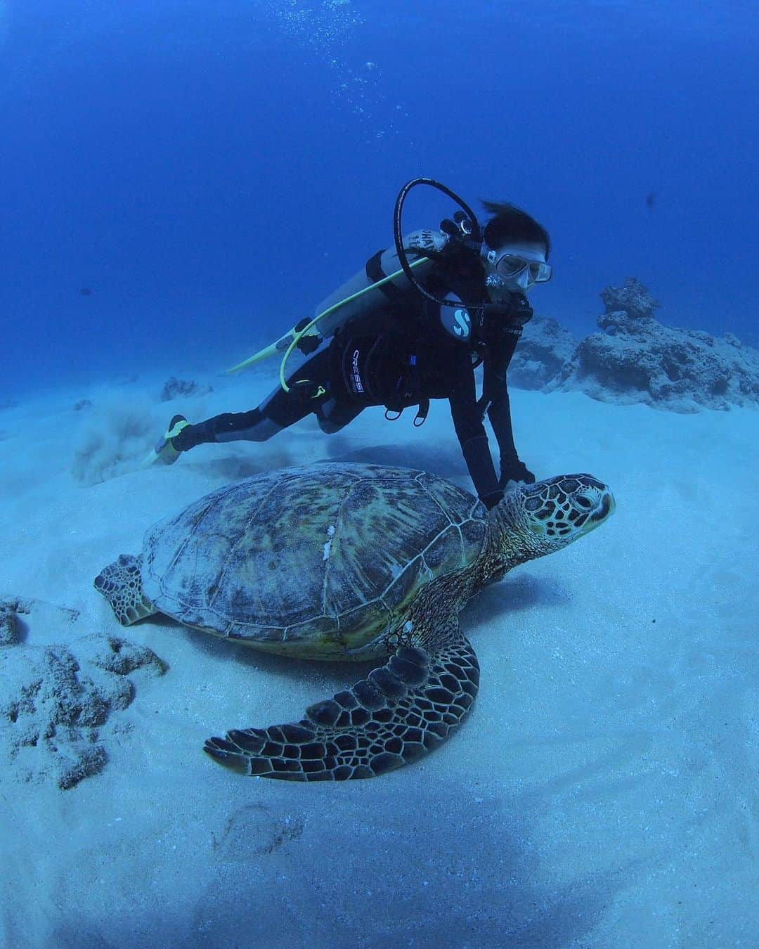 熊切あさ美さんのインスタグラム写真 - (熊切あさ美Instagram)「久しぶりのダイビング🐠🐢☺️❤️ 泳げないけどダイビングは大丈夫☺️ ウミガメは触っちゃいけないから触ってないよ 触っているように見える☺️🐢 #海 #sea #ダイバー #ダイビング好きな人と繋がりたい  #ダイビング #diving  #diver  #ウミガメ #スキューバダイビング  #fish  #ダイビング好きな人と繋がりたい  #浄化された #令和 #資格取ってよかった☺️🐢🐠 #instagood  #熊切あさ美 #turtle  #woter #神秘的 #hawaii  #ハワイ」5月8日 19時26分 - asami_kumakiri