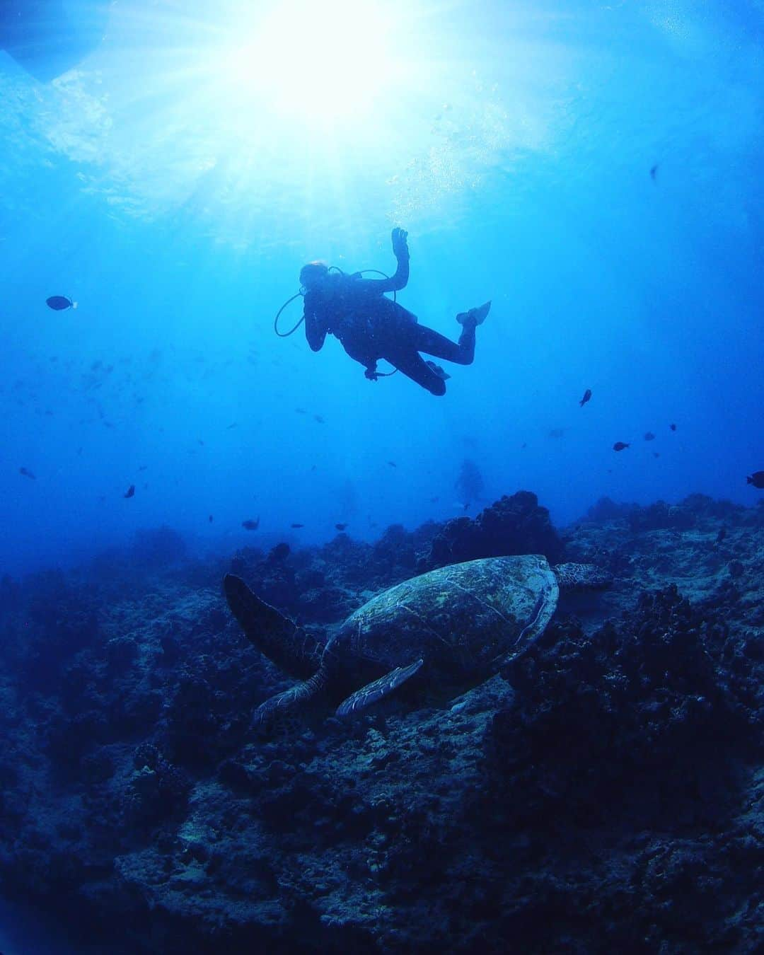 熊切あさ美さんのインスタグラム写真 - (熊切あさ美Instagram)「久しぶりのダイビング🐠🐢☺️❤️ 泳げないけどダイビングは大丈夫☺️ ウミガメは触っちゃいけないから触ってないよ 触っているように見える☺️🐢 #海 #sea #ダイバー #ダイビング好きな人と繋がりたい  #ダイビング #diving  #diver  #ウミガメ #スキューバダイビング  #fish  #ダイビング好きな人と繋がりたい  #浄化された #令和 #資格取ってよかった☺️🐢🐠 #instagood  #熊切あさ美 #turtle  #woter #神秘的 #hawaii  #ハワイ」5月8日 19時26分 - asami_kumakiri