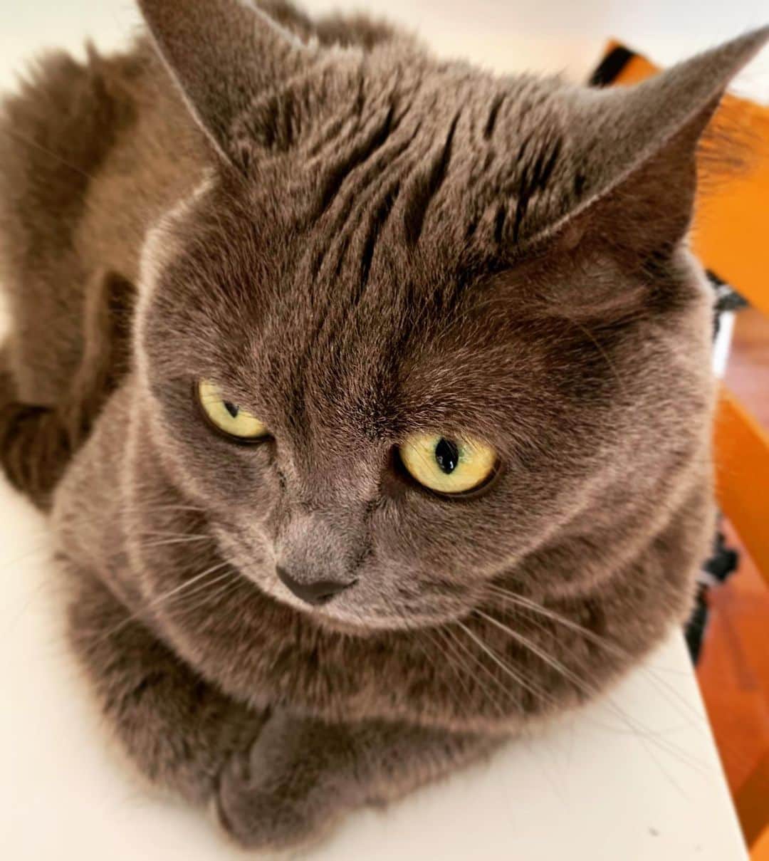 チキン南蛮カレーのルウ王子のグルメインスタ