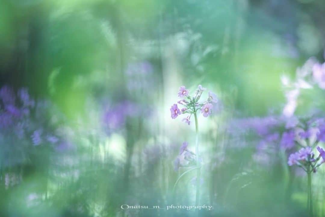 花の写真館のインスタグラム：「Photo by 三浦奈津美.⠀ https://www.facebook.com/profile.php?id=100009892668030⠀ .⠀ Original Post[投稿頂いたURL]⠀ https://www.facebook.com/photo.php?fbid=700766340263115⠀ .⠀ 本アカウントは、 #私の花の写真 をつけてInstagramに投稿された皆さまの花の写真や、「花の写真館」Facebookページで投稿された花の写真を紹介します。⠀ 「花の写真館」Facebookページは、「 @floral.photograph 」のプロフィールにあるURLからご覧ください。⠀ .⠀ #花の写真館 #floralphotograph #floralphoto #flower #flowers #富士フイルム #FUJIFILM⠀ Follow: @floral.photograph」