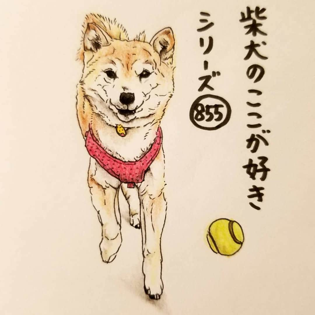 ハナとソラさんのインスタグラム写真 - (ハナとソラInstagram)「* 『柴犬のここが好きシリーズ855』 投げられたボールを 華麗に無視するとこ。  バウンドするボールのかなしさ 華麗なるスルー  No.855 “I'm not interested in a ball.” * モデルは @chachamama1029 さんとこの茶々ちゃんです💕 #柴犬のここが好き #favoritepartsofshibainu #illustration #dogstagram #dogart #drowing #shibastagram #shibainu #柴犬 #しばすたぐらむ #しばこうロス #柴公園エンディング #柴公園イラスト #イラスト #色鉛筆 #colorpencil #ここ柴部」5月8日 19時30分 - nsdikm_hanasora