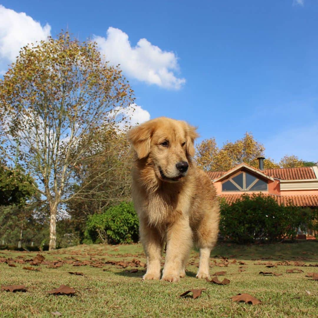 Bobさんのインスタグラム写真 - (BobInstagram)「08/05/2015 nascia uma bolinha 🐾de pêlos claros que hoje conhecemos como Marley, Marlito, Marlindo, Má... um golden preguiçoso, esperto e independente, assim ele sempre foi, carinha gorda de urso🐻, viajante... O tempo voa e nosso bebê já está virando um adulto rs, os pelinhos brancos na face já começam a dar seus sinais... Papito para, lembra de tanta coisa que já passamos juntos ...chora por não serem eternos💔... Nesta data desejamos que tenha muita saúde e vida longa 🙏, para não divertir somente a mim, papito, mas claro seu irmão favorito Bob 😍e a todos vocês que nos seguem. Obrigado por todas as mensagem que virão ❤️ e por todo carinho sempre com B&M🥰🥰 .  Feliz Aniversário Goldinho! Feliz 4 anos!🎂🎈 . . Participem do sorteio que fizemos especialmente pra vocês ❤️, procure a foto oficial em nosso perfil 😉 . . Cupom especial de aniversário  NIVERMARLEY na @petbamboo 30% OFF Até Domingo. NIVERMARLEY na @petluni 10% OFF até o dia 15/05 . #aniversario #felizaniversario #happybirthday #4 #dogsofinstagram #petstagram #instagrammers #goldenretriever #goldenretrievers #goldenretrieverphotos #puppy #puppies #puppiesofinstagram」5月8日 19時35分 - bob_marley_goldenretriever