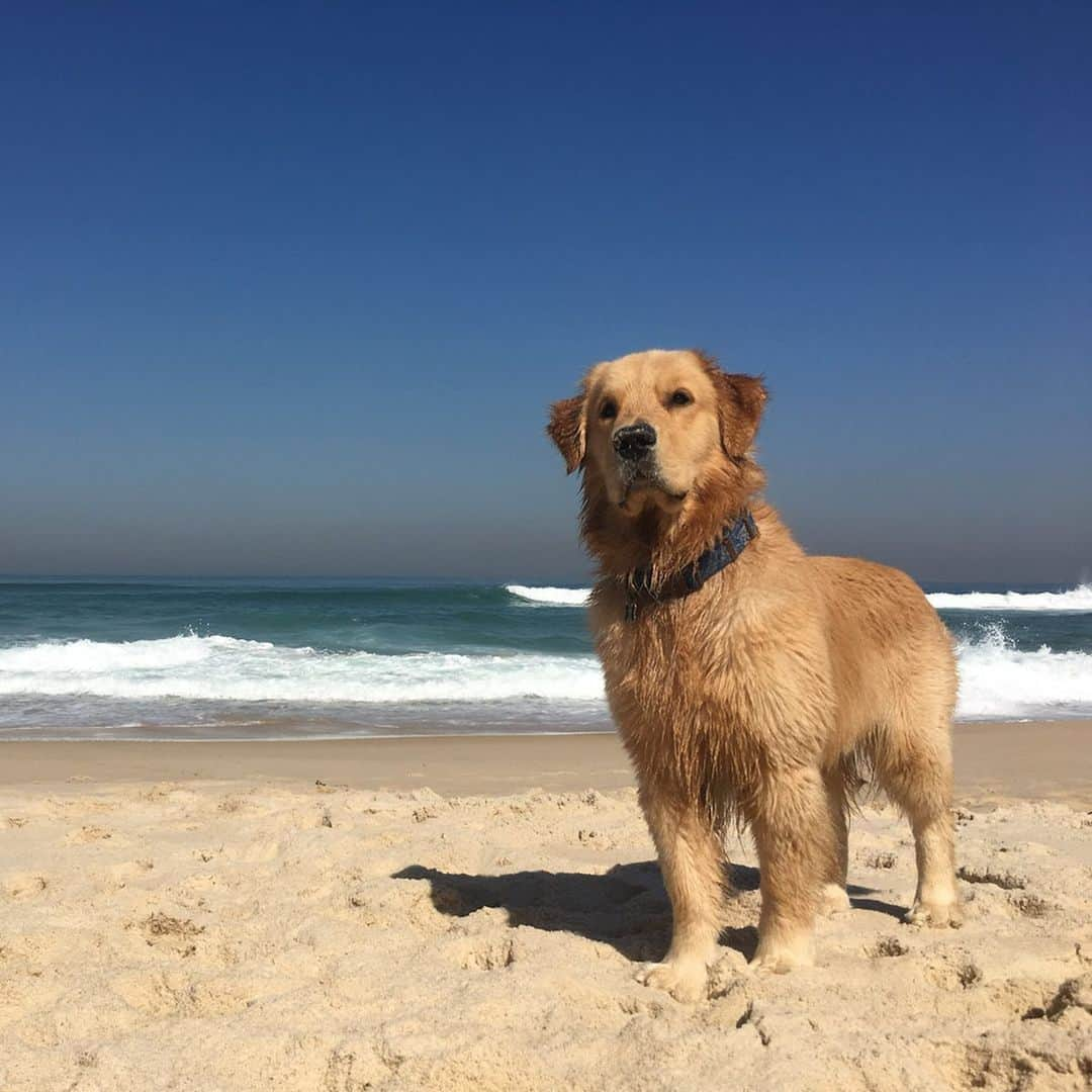 Bobさんのインスタグラム写真 - (BobInstagram)「08/05/2015 nascia uma bolinha 🐾de pêlos claros que hoje conhecemos como Marley, Marlito, Marlindo, Má... um golden preguiçoso, esperto e independente, assim ele sempre foi, carinha gorda de urso🐻, viajante... O tempo voa e nosso bebê já está virando um adulto rs, os pelinhos brancos na face já começam a dar seus sinais... Papito para, lembra de tanta coisa que já passamos juntos ...chora por não serem eternos💔... Nesta data desejamos que tenha muita saúde e vida longa 🙏, para não divertir somente a mim, papito, mas claro seu irmão favorito Bob 😍e a todos vocês que nos seguem. Obrigado por todas as mensagem que virão ❤️ e por todo carinho sempre com B&M🥰🥰 .  Feliz Aniversário Goldinho! Feliz 4 anos!🎂🎈 . . Participem do sorteio que fizemos especialmente pra vocês ❤️, procure a foto oficial em nosso perfil 😉 . . Cupom especial de aniversário  NIVERMARLEY na @petbamboo 30% OFF Até Domingo. NIVERMARLEY na @petluni 10% OFF até o dia 15/05 . #aniversario #felizaniversario #happybirthday #4 #dogsofinstagram #petstagram #instagrammers #goldenretriever #goldenretrievers #goldenretrieverphotos #puppy #puppies #puppiesofinstagram」5月8日 19時35分 - bob_marley_goldenretriever