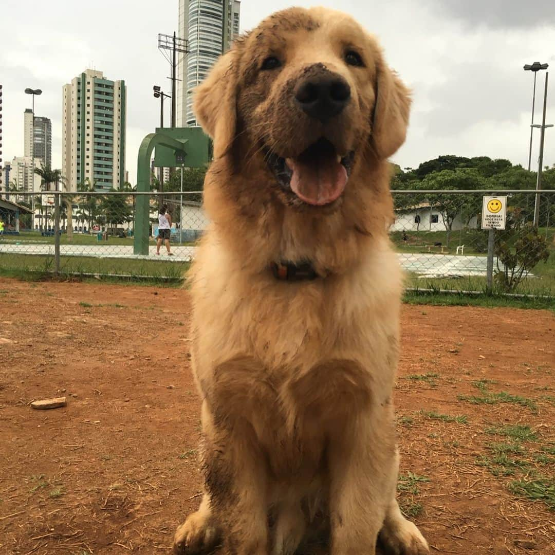 Bobさんのインスタグラム写真 - (BobInstagram)「08/05/2015 nascia uma bolinha 🐾de pêlos claros que hoje conhecemos como Marley, Marlito, Marlindo, Má... um golden preguiçoso, esperto e independente, assim ele sempre foi, carinha gorda de urso🐻, viajante... O tempo voa e nosso bebê já está virando um adulto rs, os pelinhos brancos na face já começam a dar seus sinais... Papito para, lembra de tanta coisa que já passamos juntos ...chora por não serem eternos💔... Nesta data desejamos que tenha muita saúde e vida longa 🙏, para não divertir somente a mim, papito, mas claro seu irmão favorito Bob 😍e a todos vocês que nos seguem. Obrigado por todas as mensagem que virão ❤️ e por todo carinho sempre com B&M🥰🥰 .  Feliz Aniversário Goldinho! Feliz 4 anos!🎂🎈 . . Participem do sorteio que fizemos especialmente pra vocês ❤️, procure a foto oficial em nosso perfil 😉 . . Cupom especial de aniversário  NIVERMARLEY na @petbamboo 30% OFF Até Domingo. NIVERMARLEY na @petluni 10% OFF até o dia 15/05 . #aniversario #felizaniversario #happybirthday #4 #dogsofinstagram #petstagram #instagrammers #goldenretriever #goldenretrievers #goldenretrieverphotos #puppy #puppies #puppiesofinstagram」5月8日 19時35分 - bob_marley_goldenretriever