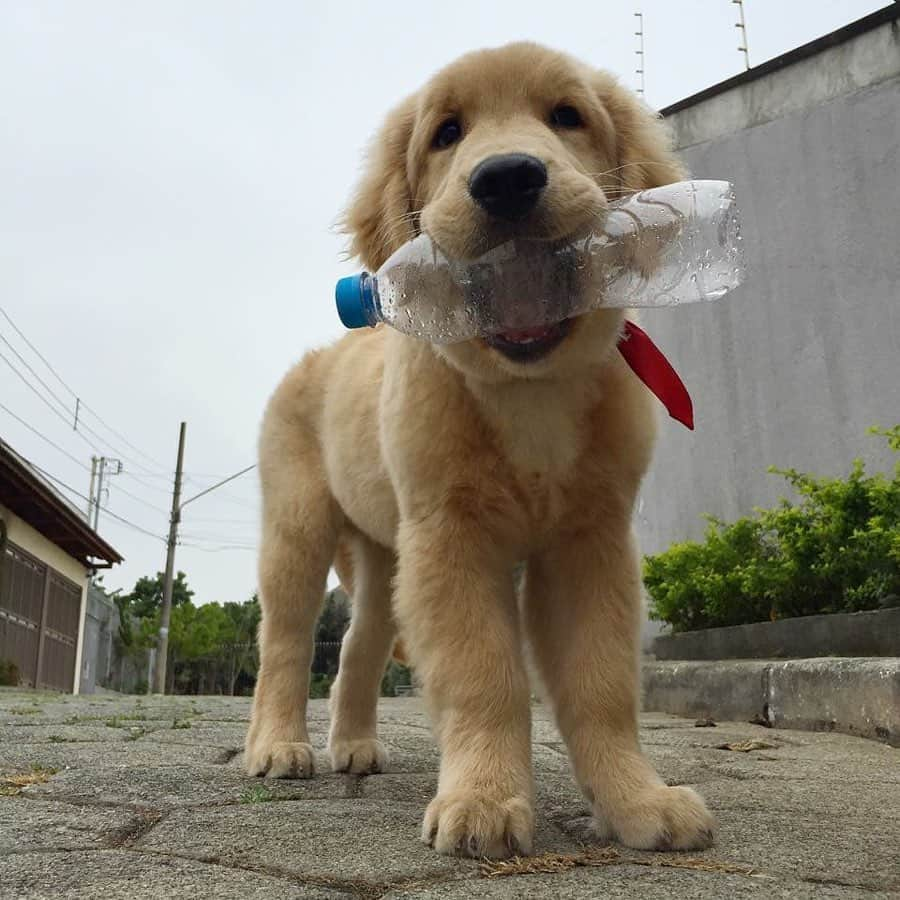 Bobさんのインスタグラム写真 - (BobInstagram)「08/05/2015 nascia uma bolinha 🐾de pêlos claros que hoje conhecemos como Marley, Marlito, Marlindo, Má... um golden preguiçoso, esperto e independente, assim ele sempre foi, carinha gorda de urso🐻, viajante... O tempo voa e nosso bebê já está virando um adulto rs, os pelinhos brancos na face já começam a dar seus sinais... Papito para, lembra de tanta coisa que já passamos juntos ...chora por não serem eternos💔... Nesta data desejamos que tenha muita saúde e vida longa 🙏, para não divertir somente a mim, papito, mas claro seu irmão favorito Bob 😍e a todos vocês que nos seguem. Obrigado por todas as mensagem que virão ❤️ e por todo carinho sempre com B&M🥰🥰 .  Feliz Aniversário Goldinho! Feliz 4 anos!🎂🎈 . . Participem do sorteio que fizemos especialmente pra vocês ❤️, procure a foto oficial em nosso perfil 😉 . . Cupom especial de aniversário  NIVERMARLEY na @petbamboo 30% OFF Até Domingo. NIVERMARLEY na @petluni 10% OFF até o dia 15/05 . #aniversario #felizaniversario #happybirthday #4 #dogsofinstagram #petstagram #instagrammers #goldenretriever #goldenretrievers #goldenretrieverphotos #puppy #puppies #puppiesofinstagram」5月8日 19時35分 - bob_marley_goldenretriever