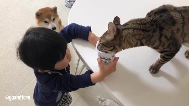 のインスタグラム：「. Yoghurt😋 Yu🐶Toro🐱Ta-ta👶 . #おやすみなさい #三男坊はヨーグルトあげる係 #ご飯は何でもとろゆうの順番 #だってゆうは食べ尽くすから😂 #順番ちゃんと待てる良い子」