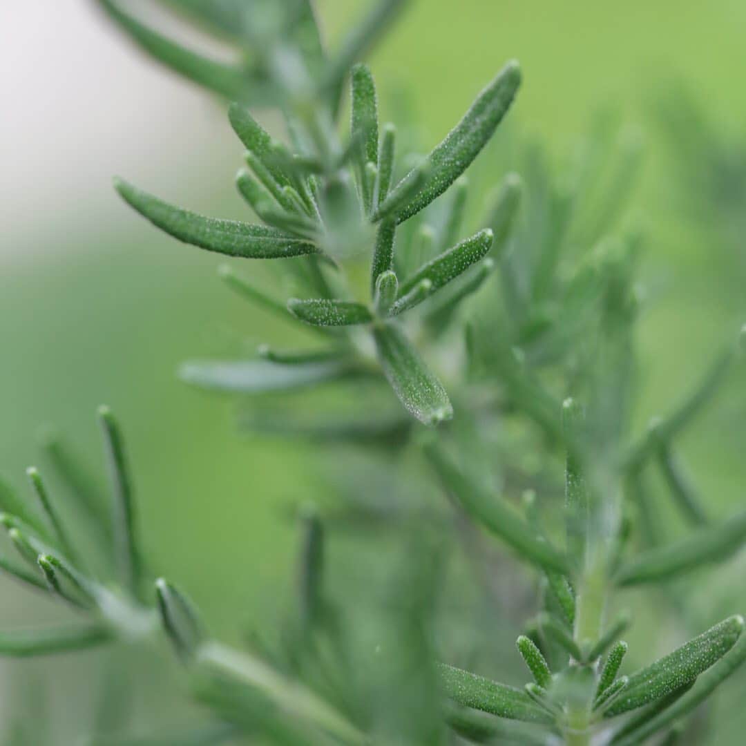 DECENCIA(ディセンシア)のインスタグラム：「食卓でもおなじみの、緑の薬草。 「Rosemary」という名前を持つこのハーブは、強いフレッシュな芳香がその特徴であり、歴史的にもその多様な薬効が広く認められていました。 ・ 名前の由来はラテン語のRosmarinus（ローズマリヌス） 雫や露を意味する「Ros」海を意味する「Marinus」つまりは「海のしずく」が語源となっており、その青い花の色や、葉の形を「海のしずく」に例えたものと言われています。 ・ ディセンシアの多くの商品にもこの「ローズマリー」はその素材の選定から抽出方法までこだわった、極めて安全性の高いものが配合されています。 ・ それはもちろん、肌の美しさのためですが、同時に、日々のスキンケアを心地良く感じていただくためでもあります。 ・ 実際その芳香には、とても繊細な調節を施しているため、その時の体調やコンディション、朝と夜でも感じ方の差があるかもしれません。 ・ 香りの感じ方の差は、肌を触れた時の感じ方の差とももしかしたらリンクするかもしれない。 ・ そのくらい、身体というものは日々動的に変化するものですし、変化することは、まだ見ぬ自分へと出会う可能性だと考えると少しわくわくしませんか？ //////// Photo : @namiko_kitaura_photography #ローズマリー #Rosemary #薬草 #ハーブ #Rosmarinus #Ros #Marinus #香り #芳香 #成分 #美肌効果 #天然植物成分 #賦香 #肌 #安全 #美 #beauty #敏感肌はどこまでも美しくなれる #DECENCIA #decencia #ディセンシア #敏感肌 #化粧品 #研究 #現代女性 #スキンケア #敏感肌スキンケア #敏感肌化粧品 #敏感肌コスメ #肌ケア」